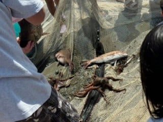 獲れた魚たち（なぜか鯛と蛸ばかり笑）